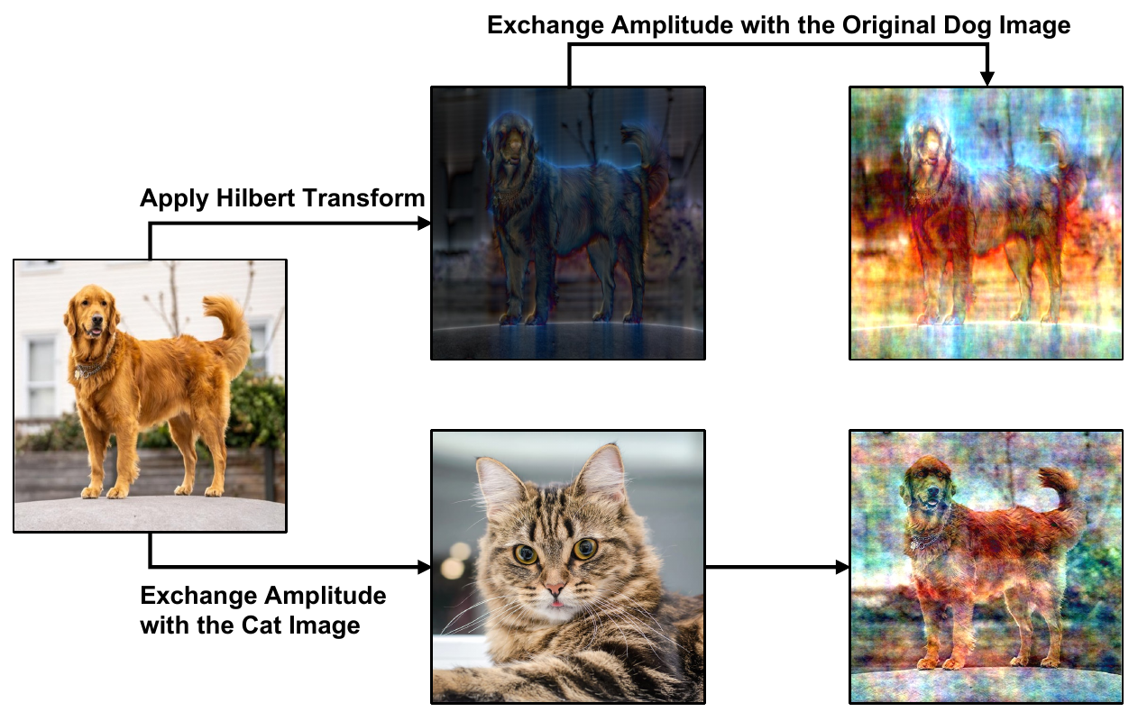 Hilbert-Transform augmentation. A dog image is transformed with the Hilbert transform, then its amplitude is exchanged with the original dog image or with a cat image, producing images that diverge in appearance while keeping the dog semantics.